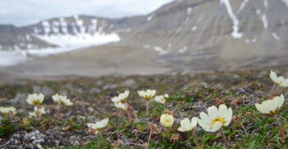 Arctic poppies