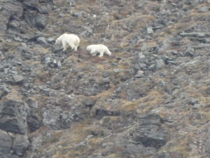 Polar bear and cub