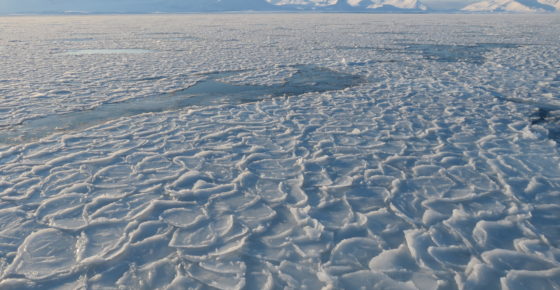 View from the MS Farm of Prins Karls Forland and sea ice on the sound of Forlandsundet.